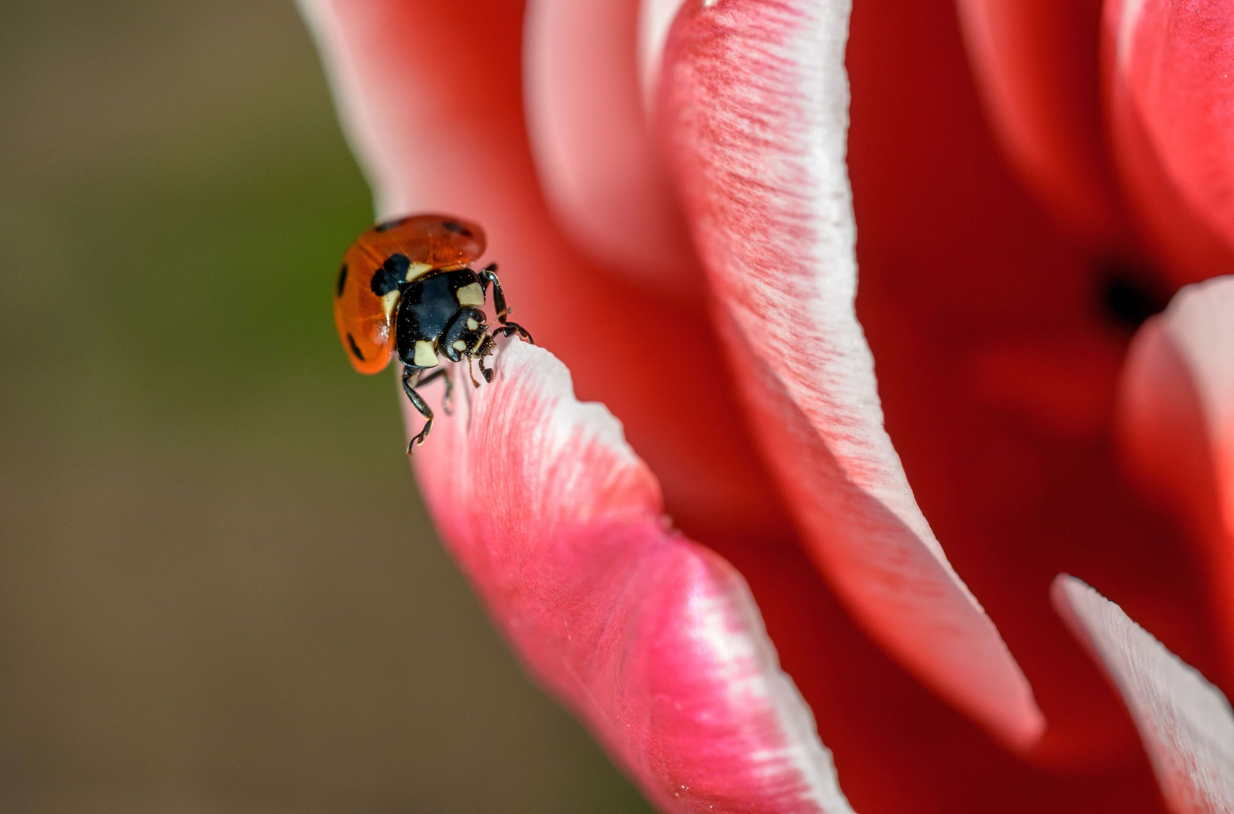Makrofotografie: die besten Tipps & Tricks für Nahaufnahmen Makrofotografie: die besten Tipps & Tricks für Nahaufnahmen