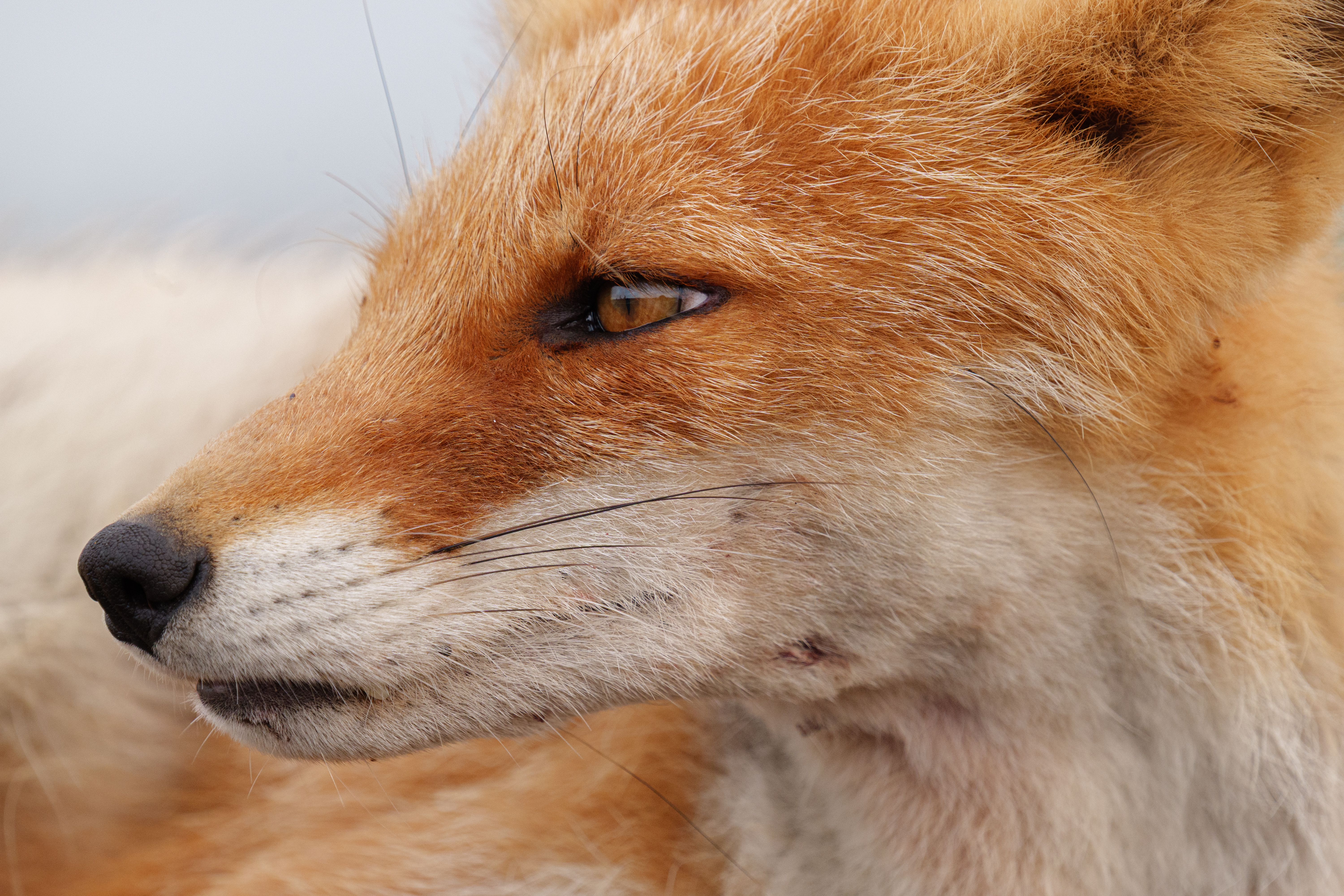 Panasonic Lumix S 100-500mm 5.0-7.1 OIS Panasonic Lumix S 100-500mm 5.0-7.1 OIS