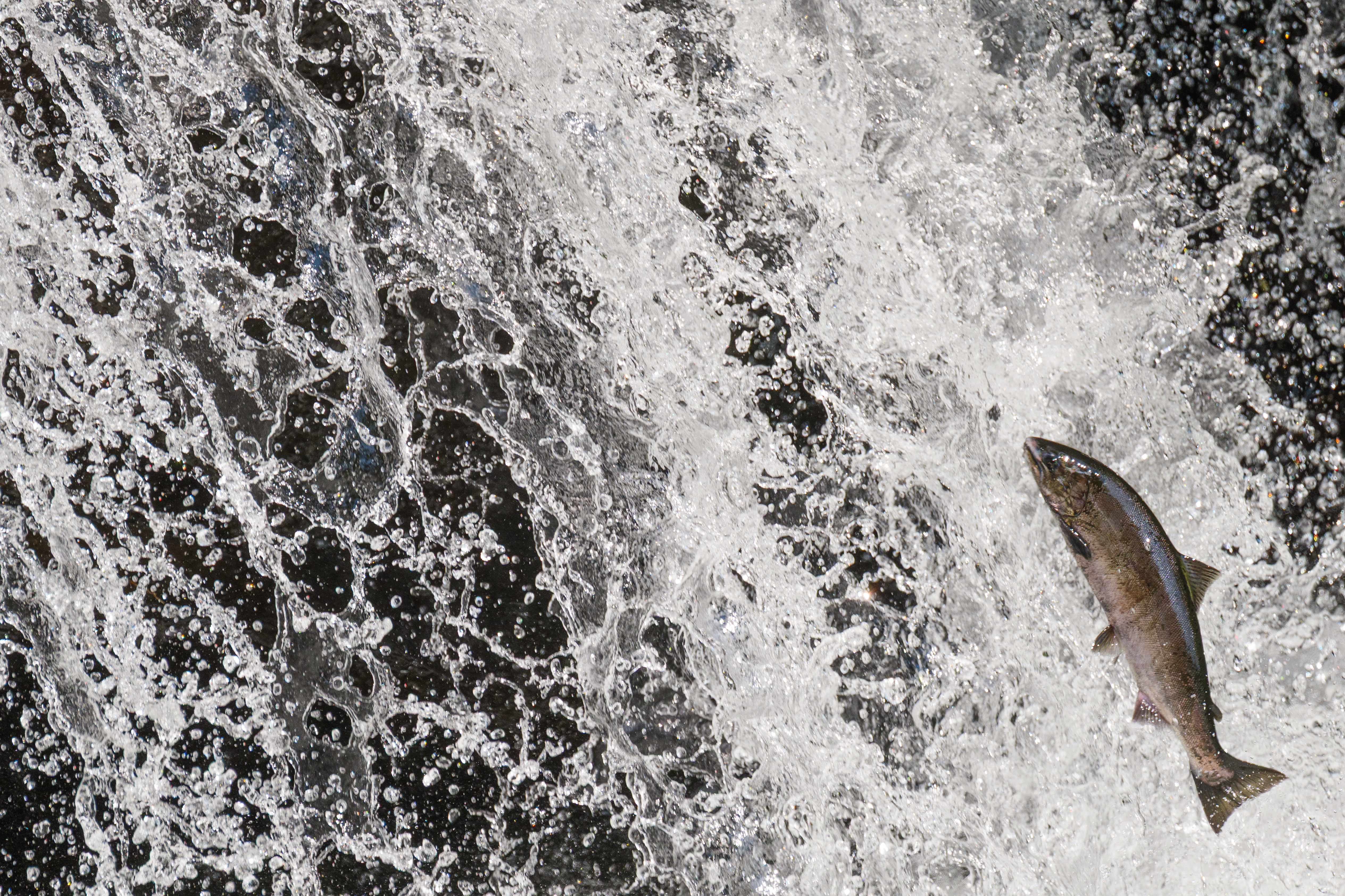 Panasonic Lumix S 100-500mm 5.0-7.1 OIS Panasonic Lumix S 100-500mm 5.0-7.1 OIS