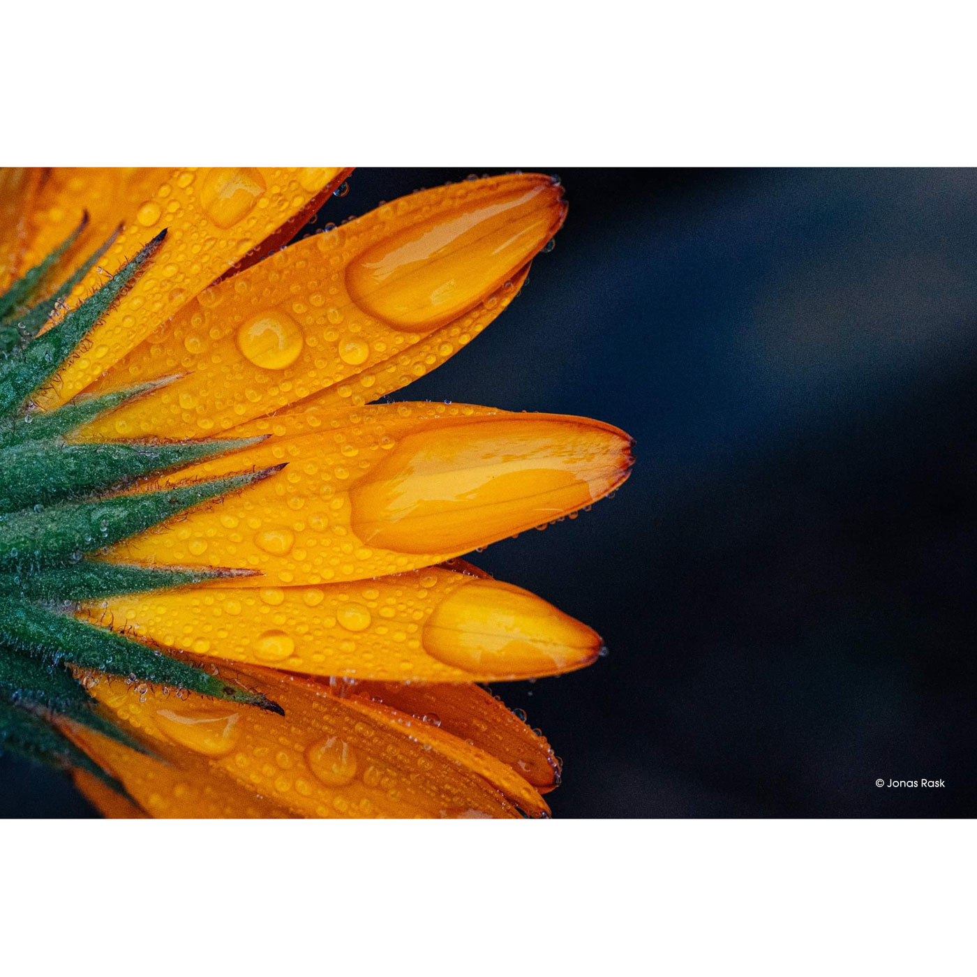 Laowa 65mm 2.8 Ultra Macro APO für Nikon Z (APS-C)