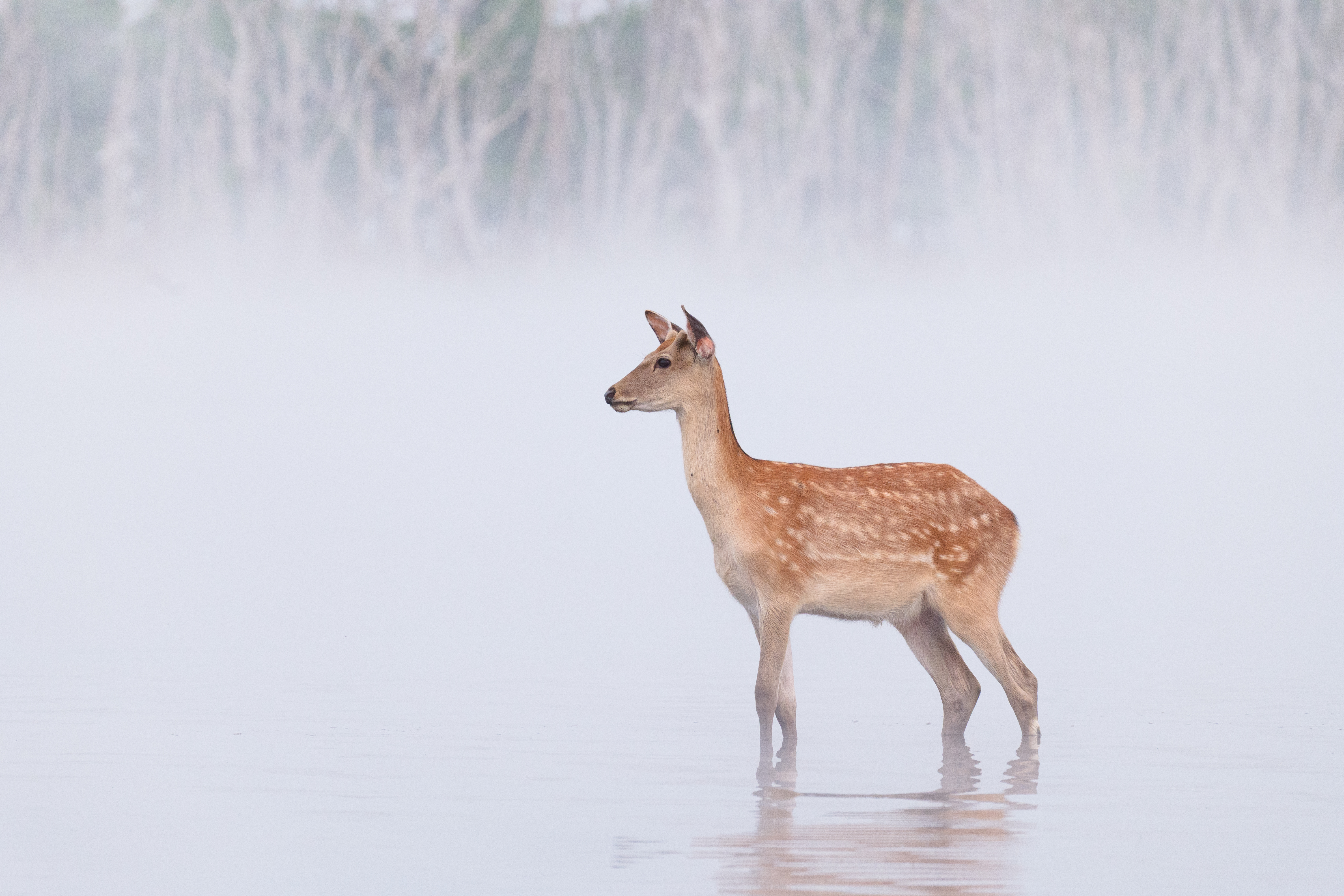 Panasonic Lumix S 100-500mm 5.0-7.1 OIS