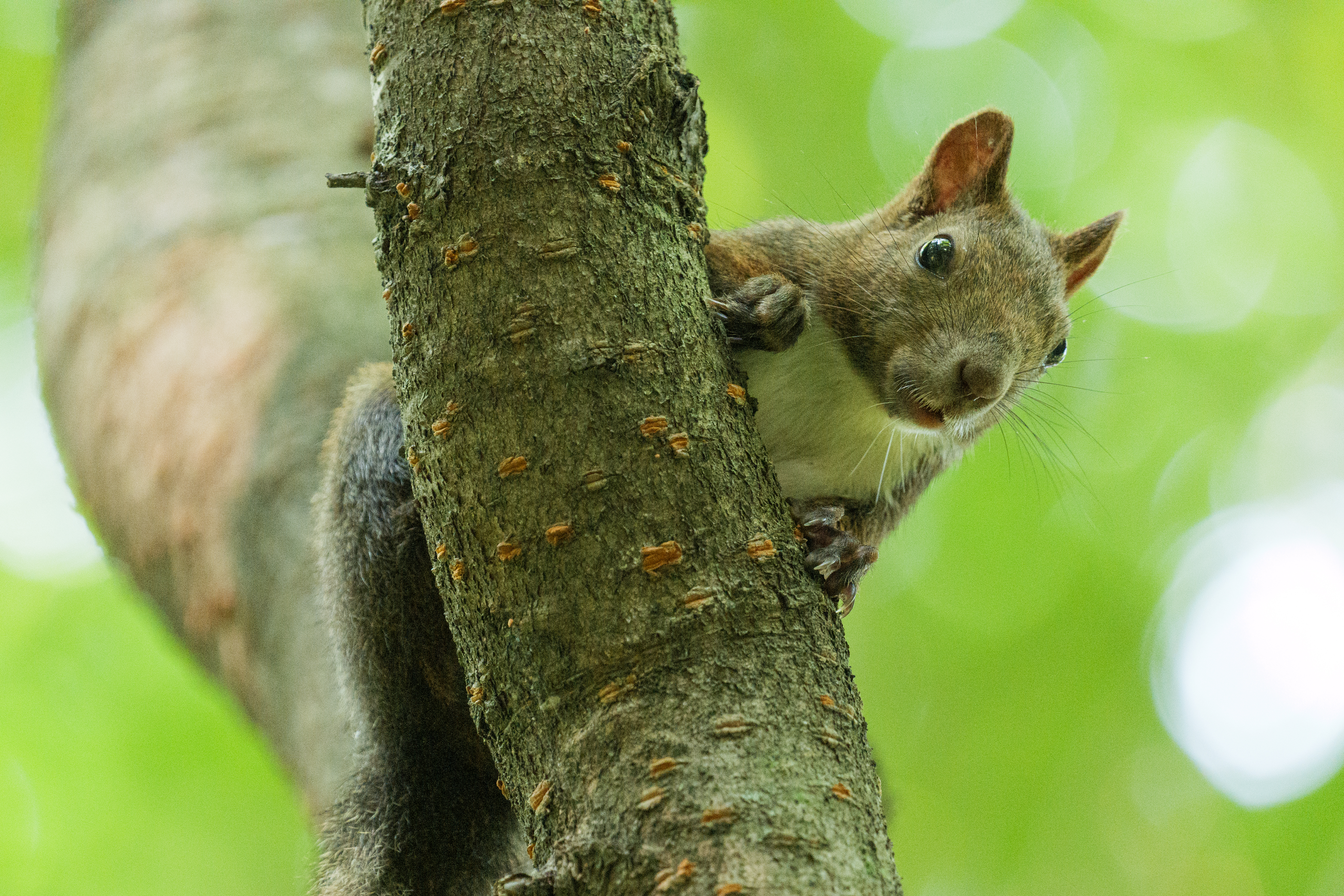 Panasonic Lumix S 100-500mm 5.0-7.1 OIS