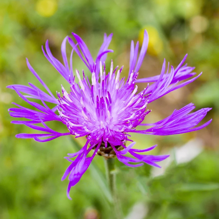 Panasonic Lumix G Macro 30mm 2.8 ASPH. Mega O.I.S.