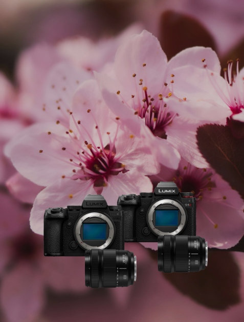 Kamera, Spiegellose Kamera, Digitale Kamera, Objektive, Pinke Blumen