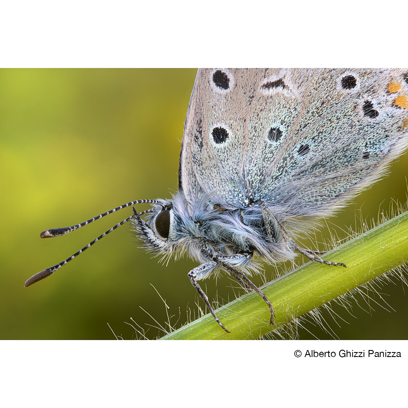 Laowa 90mm 2.8 2X Ultra-Macro APO für Canon RF