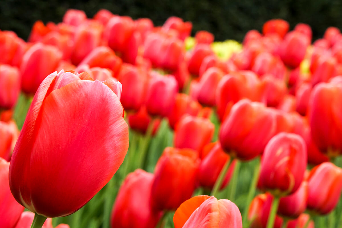 Farbstarke Blumenaufnahme – Sony Alpha 6500 mit Zeiss Vario-Tessar 16–70mm im Praxistest Nahaufnahme einer leuchtend roten Tulpe im Vordergrund mit unscharfem Tulpenfeld im Hintergrund, fotografiert mit Sony Alpha 6500 und Zeiss 16–70mm