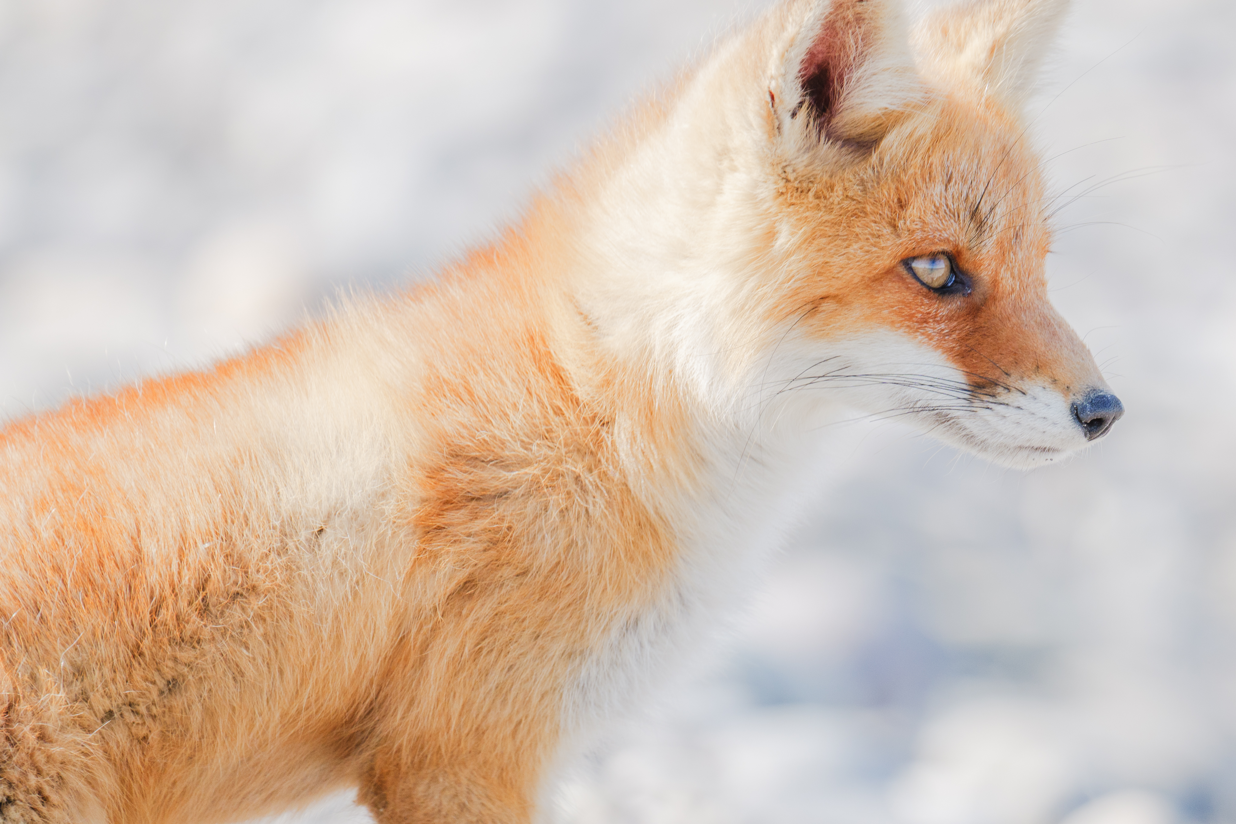 Panasonic Lumix S 100-500mm 5.0-7.1 OIS