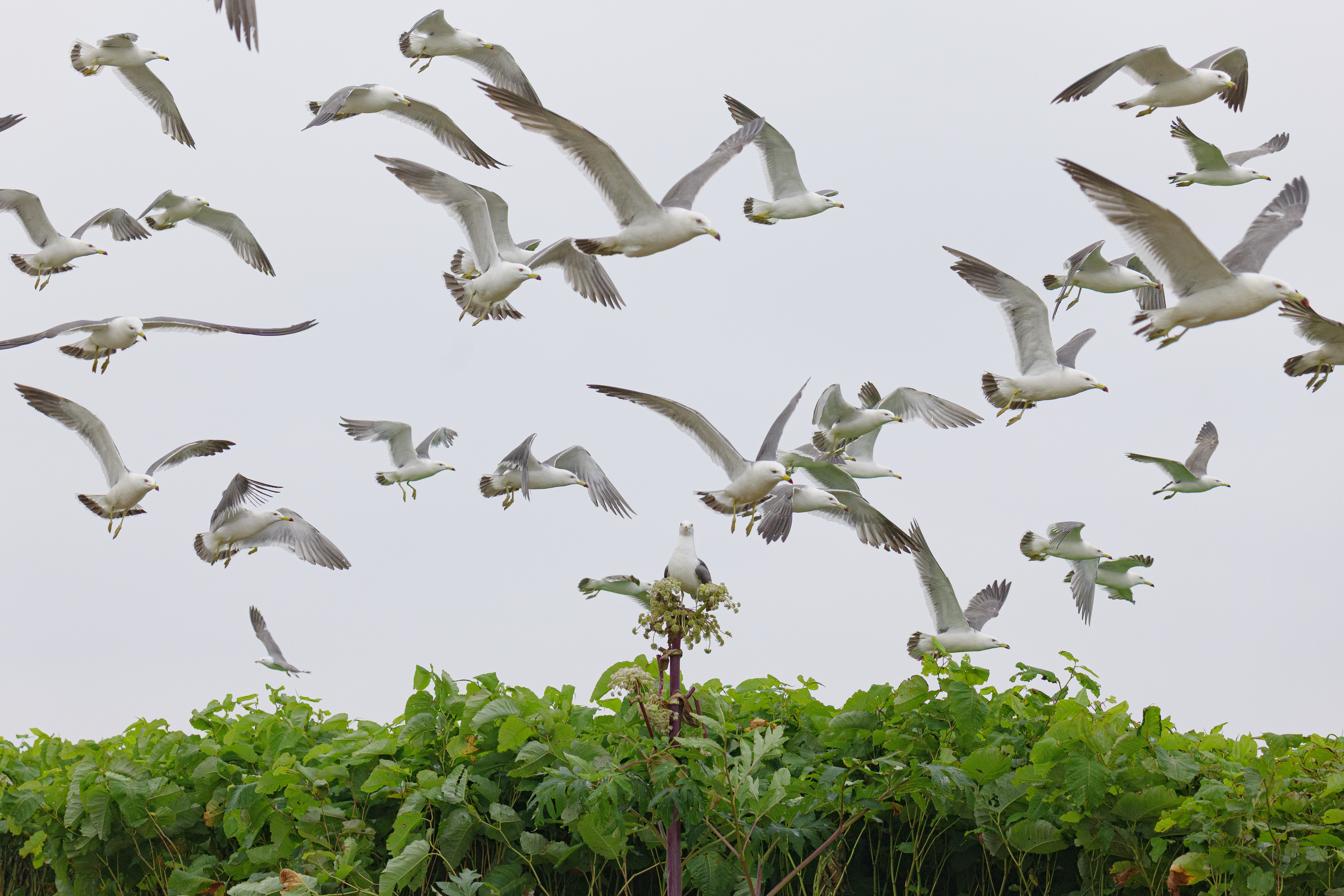 Panasonic Lumix S 100-500mm 5.0-7.1 OIS