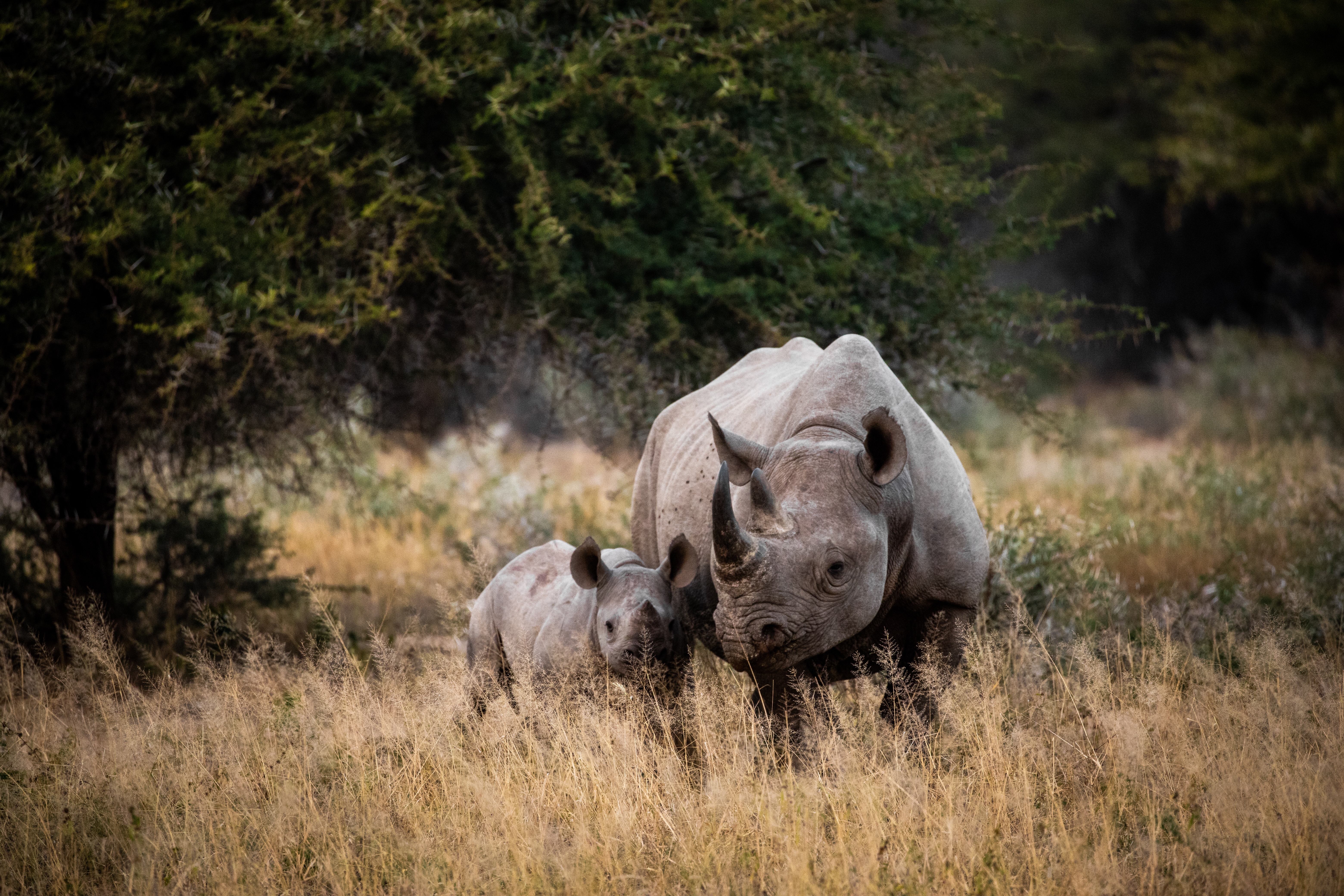 Wildlife-Fotografie - Die besten Tipps für Einsteiger Wildlife-Fotografie - Die besten Tipps für Einsteiger