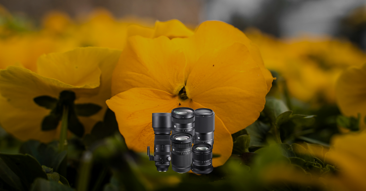 Objektiv, Linsen, Fotografie-Ausrüstung, Teleobjektiv, Makro