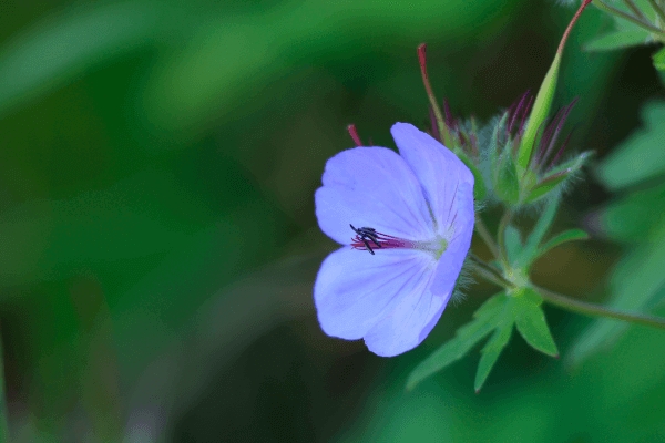 blume, blaue blüten, wildblume, blütenblätter, pflanze