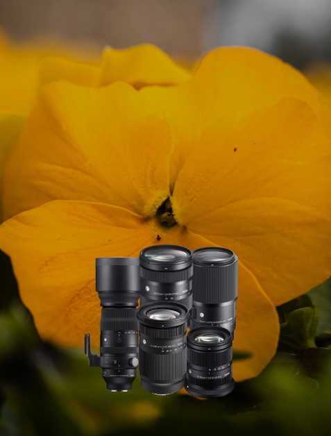 Objektivlinsen, Linsen, Lensenset, professionelle Objektive