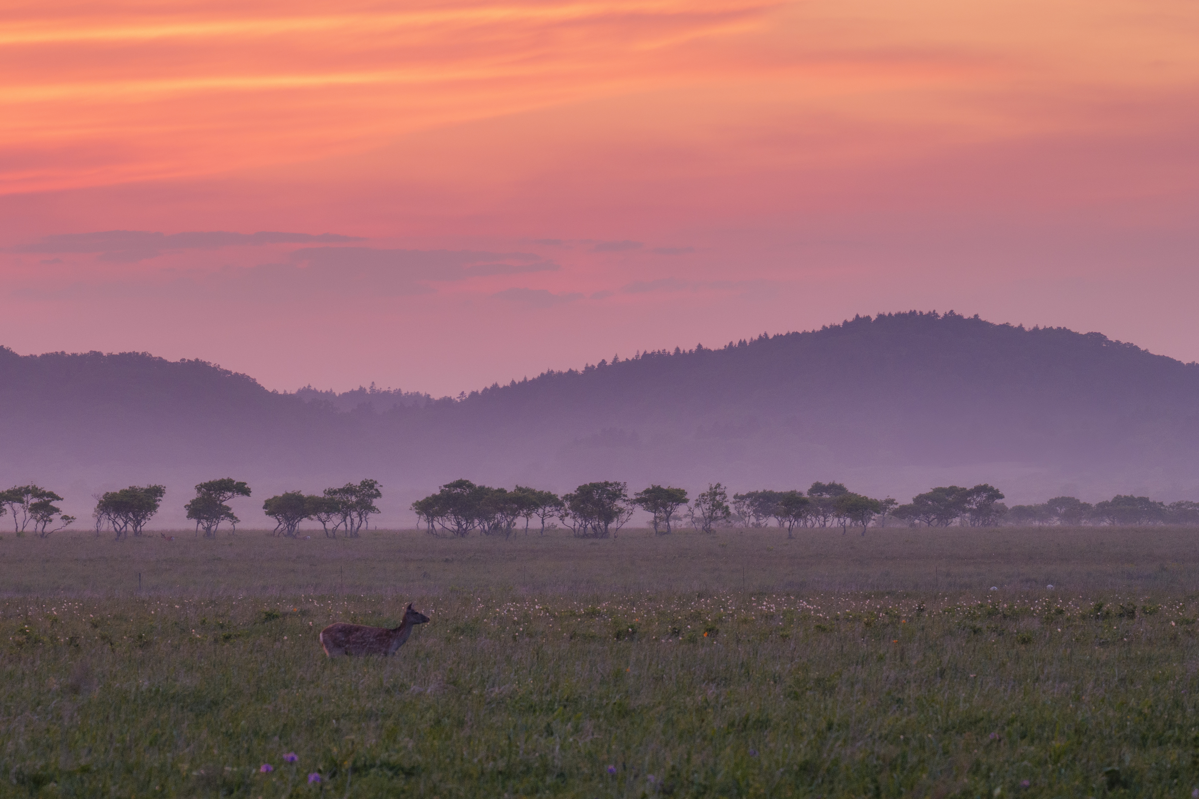 Panasonic Lumix S 100-500mm 5.0-7.1 OIS