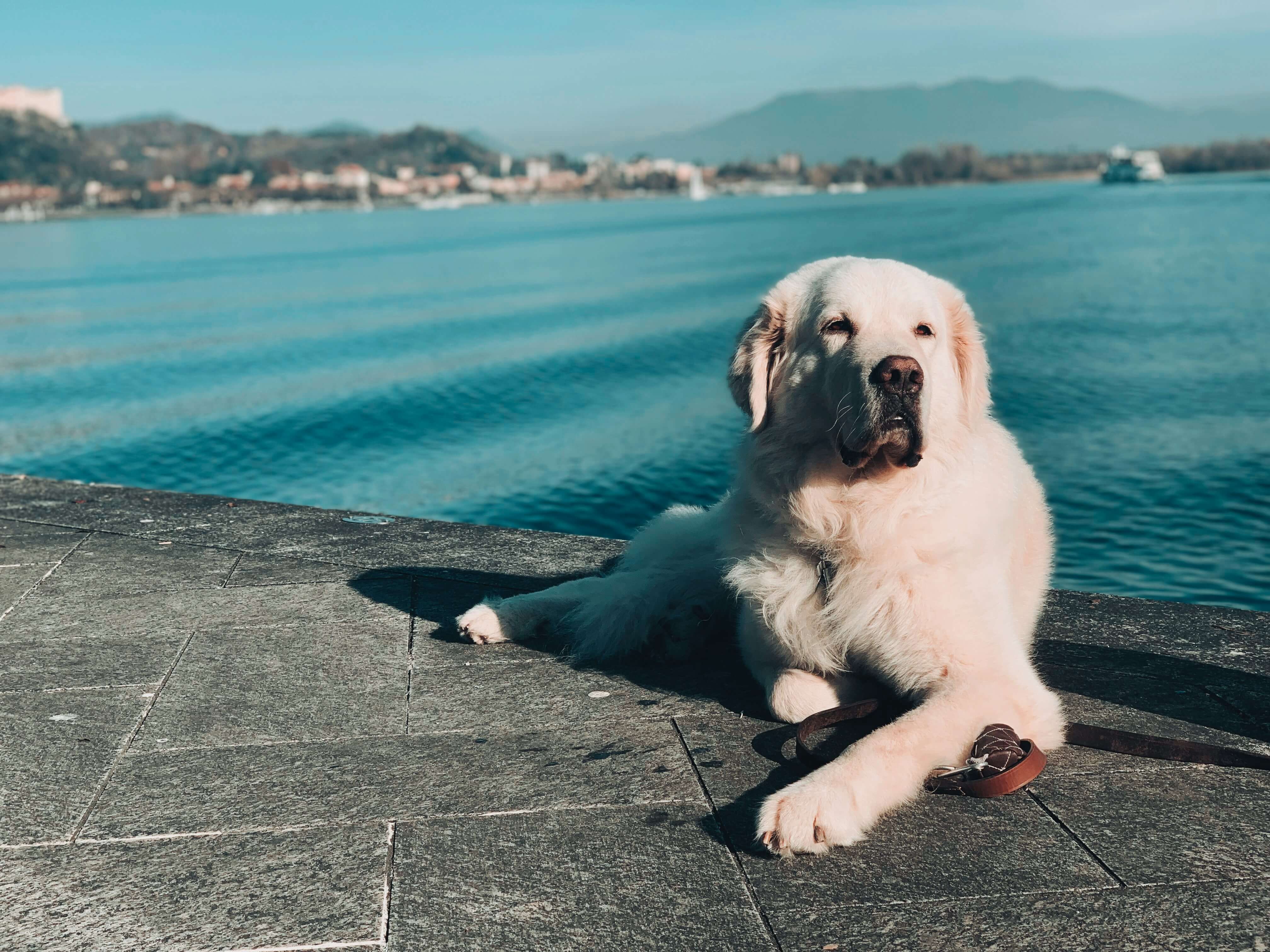 Hunde fotografieren lernen - die besten Tipps für die Hundefotografie Hunde fotografieren lernen - die besten Tipps für die Hundefotografie