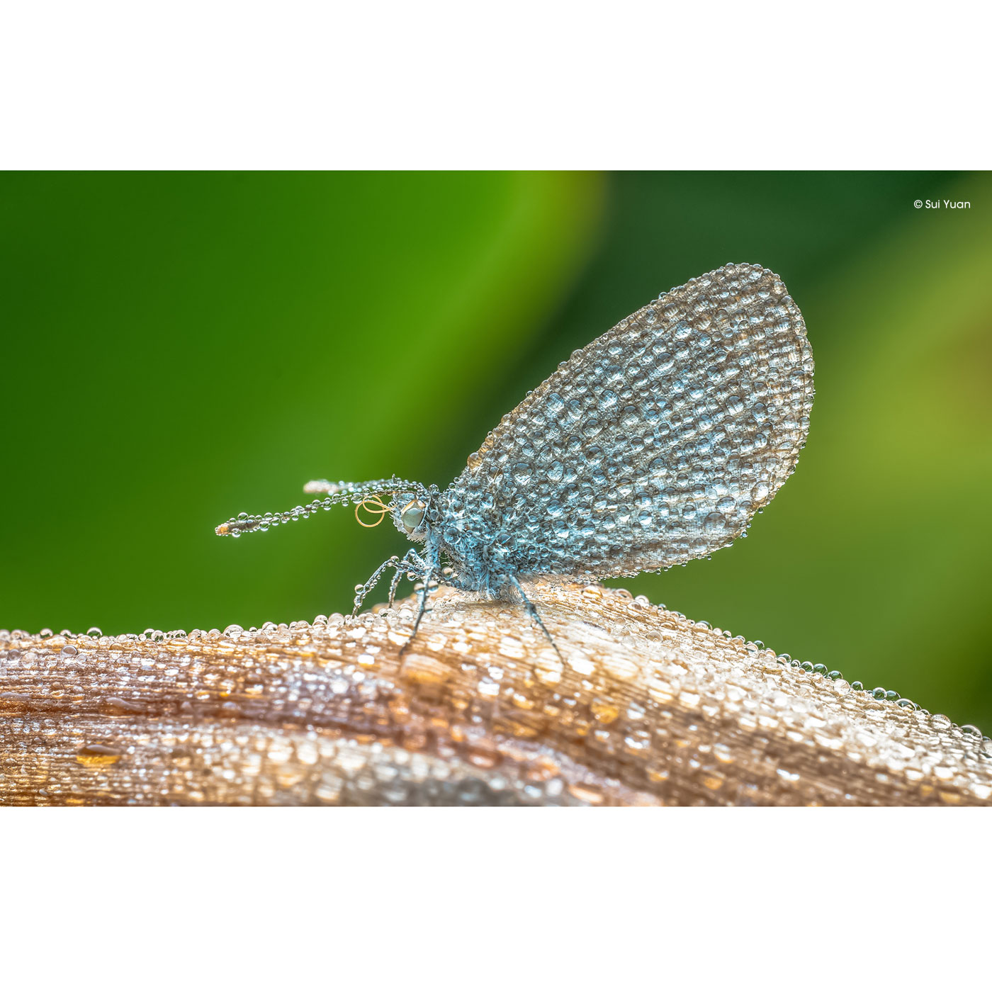 Laowa 65mm 2.8 Ultra Macro APO für Nikon Z (APS-C)