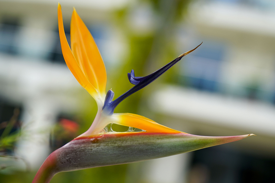 Strelitzie fotografiert mit Sony Alpha 7R II Makroaufnahme einer Strelitzie mit der Sony Alpha 7R II und 24-70mm Zeiss-Objektiv