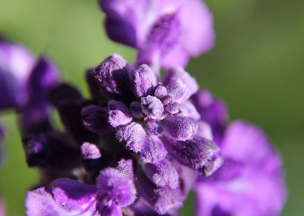 lila Blume, Lavendel, Blütenstand, Blüte, Blütenblätter